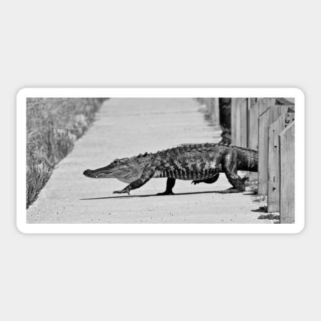 Gator Walking Sticker by Cynthia48